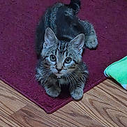 Rollie joined the competition — help win amazing prizes! animal, carpet, cat, collar, curious, cute, domestic, ears, feline, floor, indoor, kitten, looking_up, paws, pet, rug, tabby, whiskers, wood_floor, young