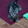 animal, carpet, cat, collar, curious, cute, domestic, ears, feline, floor, indoor, kitten, looking_up, paws, pet, rug, tabby, whiskers, wood_floor, young