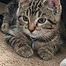 Rollie joined the competition — help win amazing prizes! animal, carpet, cat, close_up, collar, cute, domestic_cat, ears, eyes, face, feline, fur, indoor, lying_down, paws, pet, resting, tabby_cat, tag, whiskers