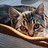 Rollie is registered to the contest to win money with this photo: animal, cat, closeup, cozy, curious, ears, eyes, face, feline, fur, indoors, looking, pet, resting, soft, striped, sunlight, tabby, texture, whiskers