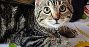 Rollie is registered to the contest to win money with this photo: animal, cat, close_up, collar, curious, cute, domestic_cat, feline, fruit_bowl, green_eyes, home, indoor, kitchen, lying_down, pet, striped_fur, tabby, tablecloth, whiskers, young_cat