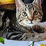 animal, cat, close_up, collar, curious, cute, domestic_cat, feline, fruit_bowl, green_eyes, home, indoor, kitchen, lying_down, pet, striped_fur, tabby, tablecloth, whiskers, young_cat
