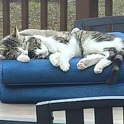 Hims is registered to the contest to win money with this photo: bench, blue_cushion, cat, cats, chair, companions, cozy, deck, fur, nap, outdoor, paws, pet, relaxing, sleeping, snuggling, tabby, white_fur, wooden_deck, wooden_railing