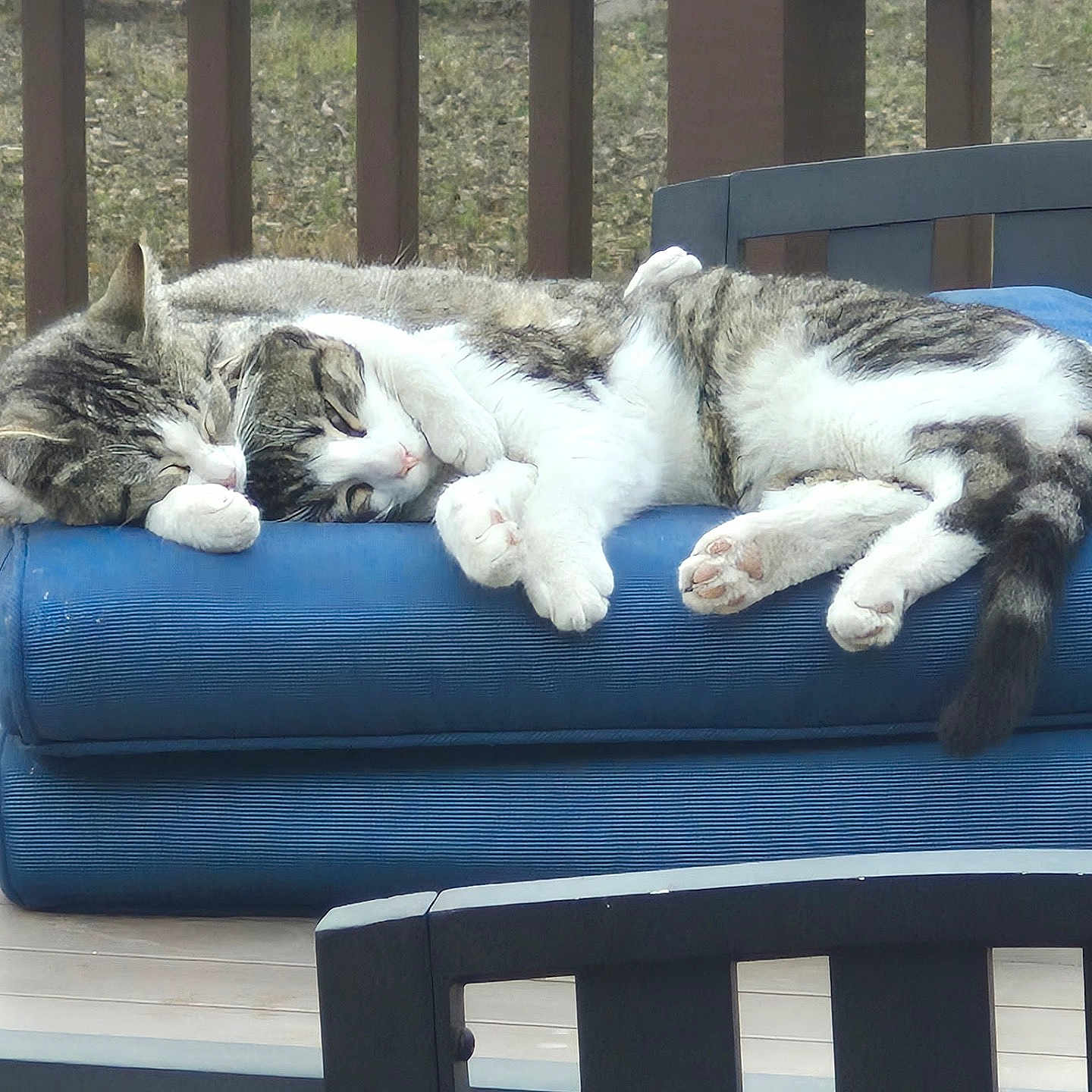 Hims is registered to the contest to win money with this photo: bench, blue_cushion, cat, cats, chair, companions, cozy, deck, fur, nap, outdoor, paws, pet, relaxing, sleeping, snuggling, tabby, white_fur, wooden_deck, wooden_railing