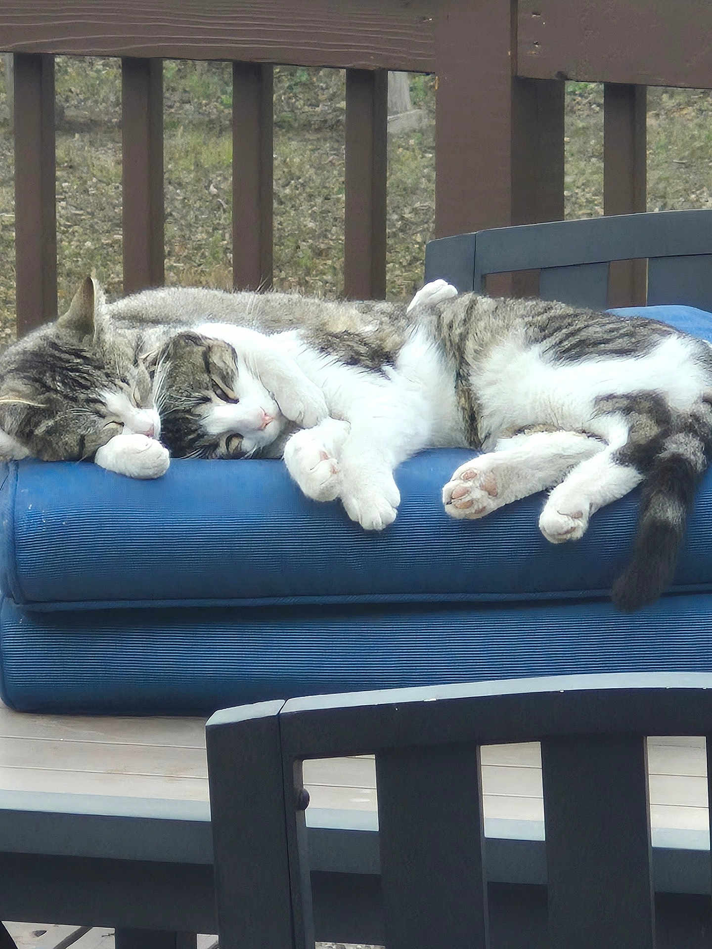 Hims is registered to the contest to win money with this photo: bench, blue_cushion, cat, cats, chair, companions, cozy, deck, fur, nap, outdoor, paws, pet, relaxing, sleeping, snuggling, tabby, white_fur, wooden_deck, wooden_railing