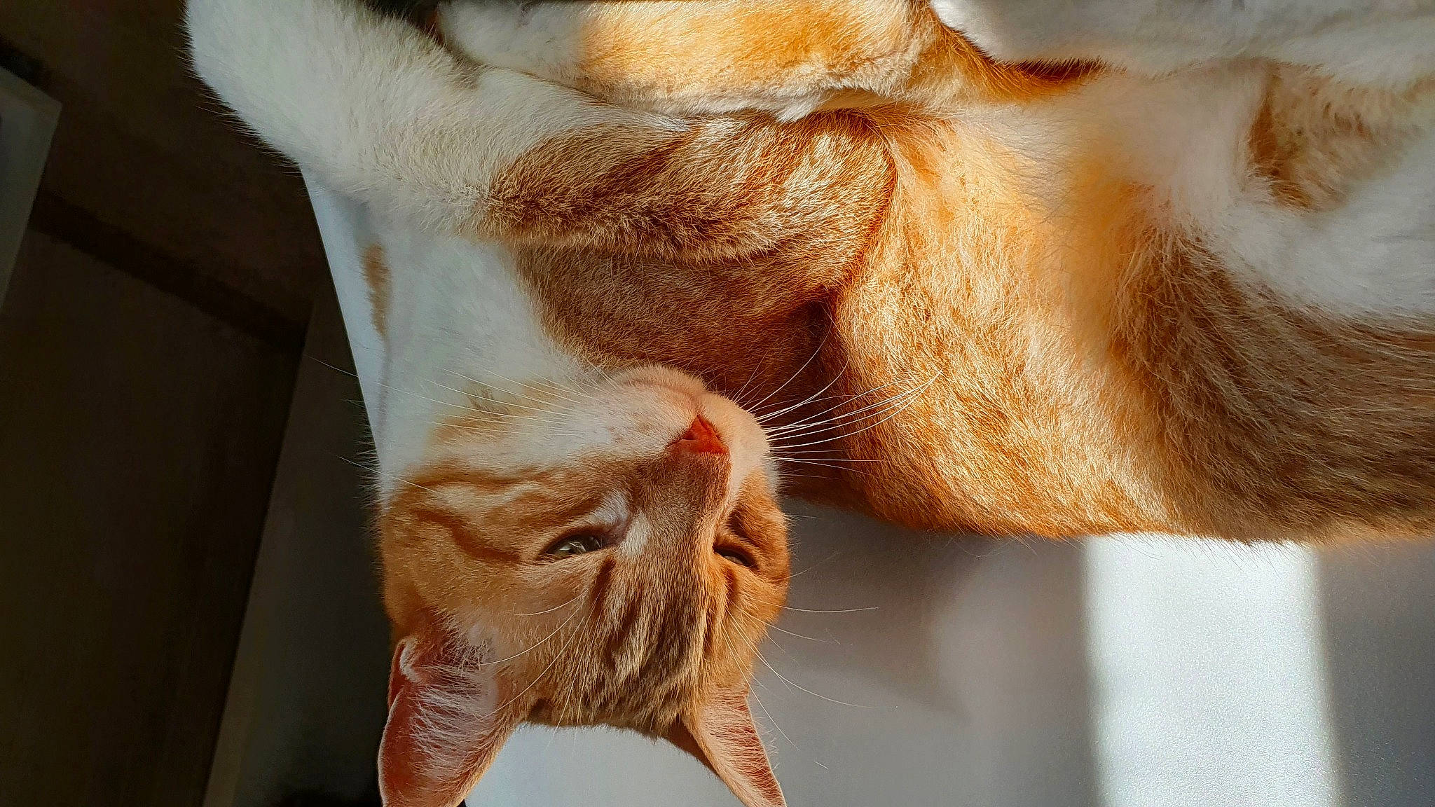 Tigrou participe au concours pour gagner de l'argent avec cette photo : carnivore, cat, claw, comfort, domestic_short_haired_cat, ear, eye, fawn, felidae, foot, fur, gesture, human_leg, liver, paw, small_to_medium_sized_cats, snout, tail, whiskers, wood