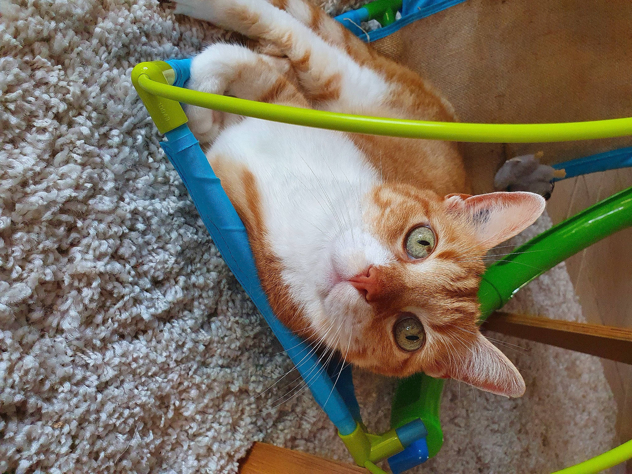 Tigrou a rejoint le concours — aidez-le/la à gagner de superbes lots ! carnivore, cat, claw, domestic_short_haired_cat, fawn, felidae, foot, fur, grass, paw, small_to_medium_sized_cats, snout, tail, whiskers