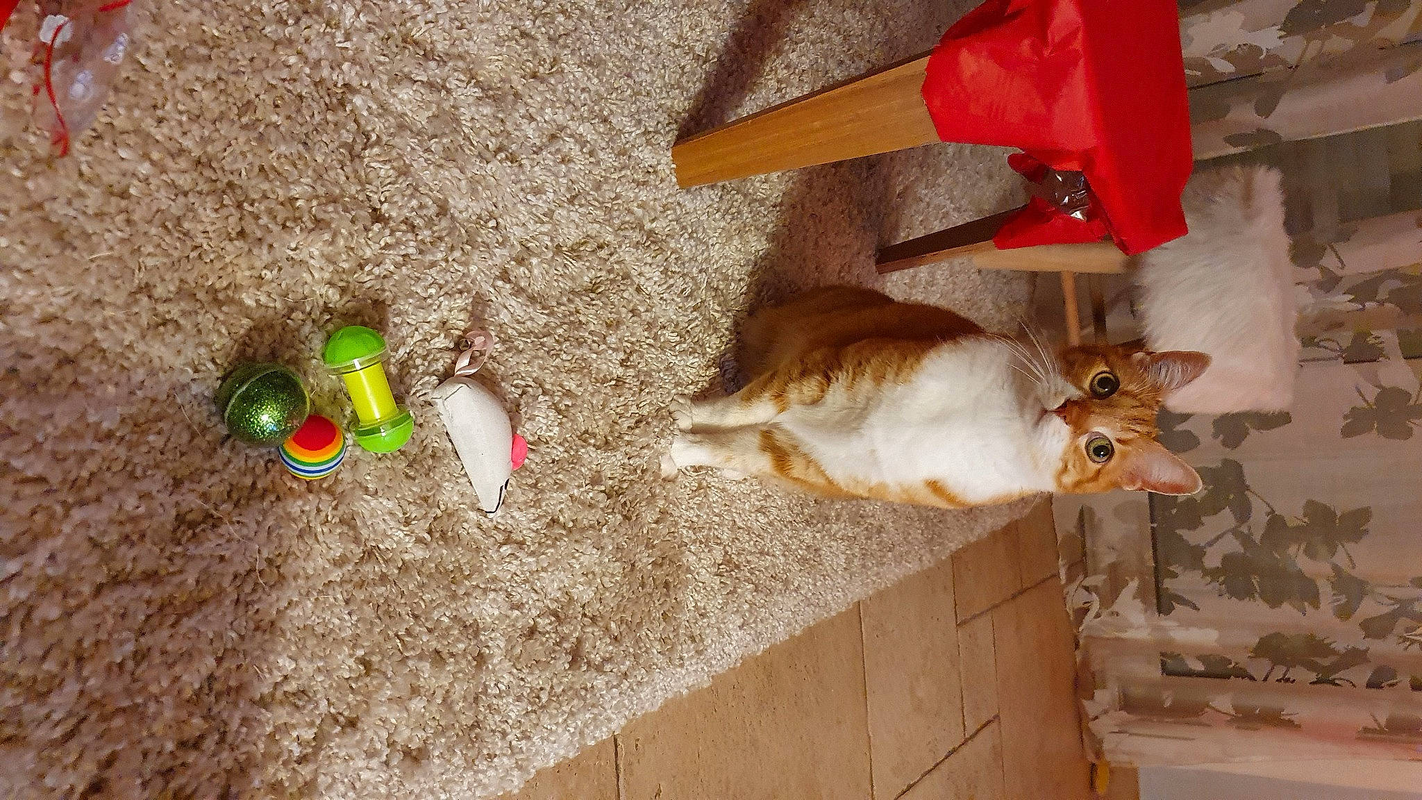 Tigrou a rejoint le concours — aidez-le/la à gagner de superbes lots ! canidae, carnivore, cat, circle, fawn, felidae, flooring, fur, hardwood, plastic, play, room, small_to_medium_sized_cats, soil, sporting_group, tail, toy, wood