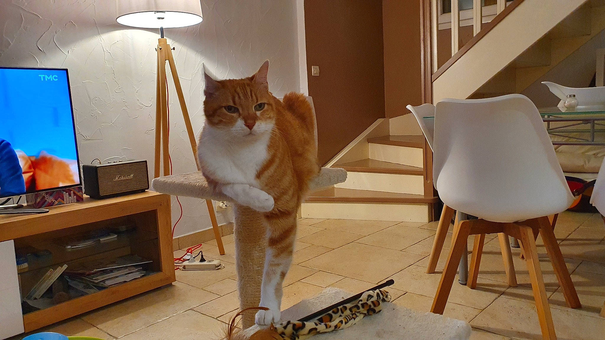 Tigrou a rejoint le concours — aidez-le/la à gagner de superbes lots ! carnivore, cat, cat_supply, chair, comfort, computer_monitor, fawn, felidae, floor, flooring, furniture, hardwood, pet_supply, plywood, small_to_medium_sized_cats, tail, whiskers, window, wood, wood_stain