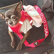 Princess joined the competition — help win amazing prizes! dog, small_dog, service_dog, harness, red_harness, shirt, car_seat, black_seat, pet, animal, canine, sitting, leash, resting, indoor, calm, ears_up, close_up, companion, transport