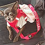 dog, small_dog, service_dog, harness, red_harness, shirt, car_seat, black_seat, pet, animal, canine, sitting, leash, resting, indoor, calm, ears_up, close_up, companion, transport