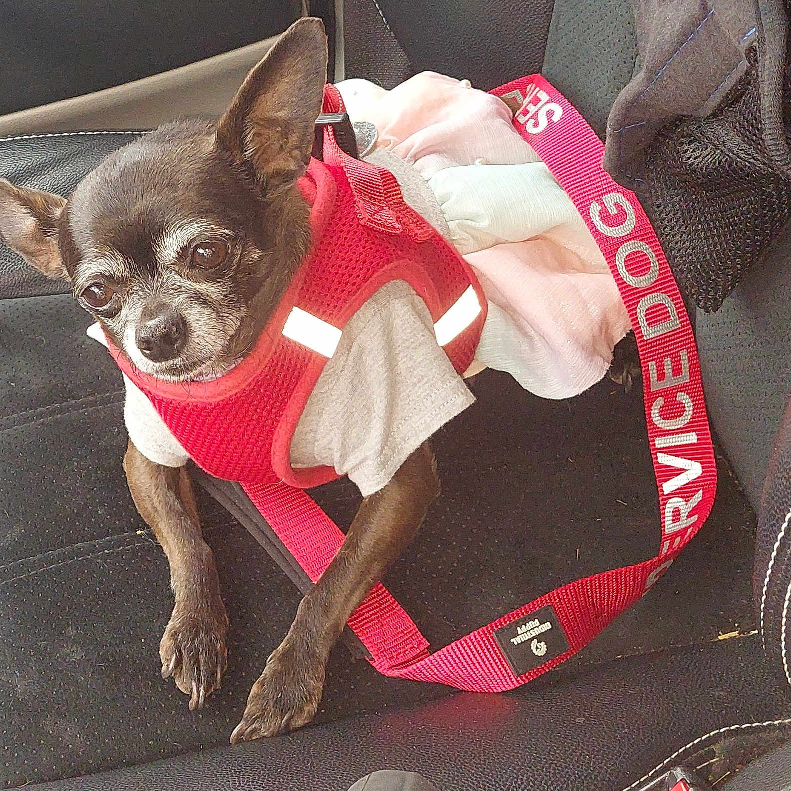 Princess joined the competition — help win amazing prizes! animal, black_seat, calm, canine, car_seat, close_up, companion, dog, ears_up, harness, indoor, leash, pet, red_harness, resting, service_dog, shirt, sitting, small_dog, transport