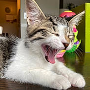 Henry joined the competition — help win amazing prizes! kitten, cat, yawning, table, indoor, fur, whiskers, paws, toy, green_box, blurred_background, sleepy, pet, animal, close_up, tabby, white_fur, domestic_cat, cute, feline