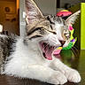 kitten, cat, yawning, table, indoor, fur, whiskers, paws, toy, green_box, blurred_background, sleepy, pet, animal, close_up, tabby, white_fur, domestic_cat, cute, feline