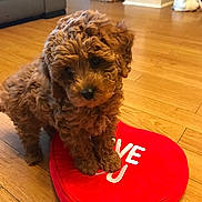 Kayde is registered to the contest to win money with this photo: animal, canine, cockerspaniel, couch, cushion, dog, dogbed, furniture, hardwood, homedecor, indoors, interiordesign, pet, poodle, puppy, stainedwood, terrier, toy, whitedog, wood