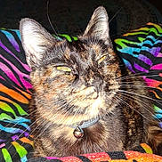Paisley Mae is registered to the contest to win money with this photo: animal, bell, cat, close_up, collar, colorful, cozy, cute, feline, fur, indoor, pattern, pet, rainbow_blanket, resting, squinting, striped_blanket, texture, tortoiseshell_cat, whiskers