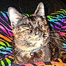 animal, bell, cat, close_up, collar, colorful, cozy, cute, feline, fur, indoor, pattern, pet, rainbow_blanket, resting, squinting, striped_blanket, texture, tortoiseshell_cat, whiskers