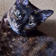Paisley is registered to the contest to win money with this photo: abyssinian, angora, animal, brasssection, cat, den, egyptiancat, horn, indoors, kitten, manx, musicalinstrument, pet, siamese, snout