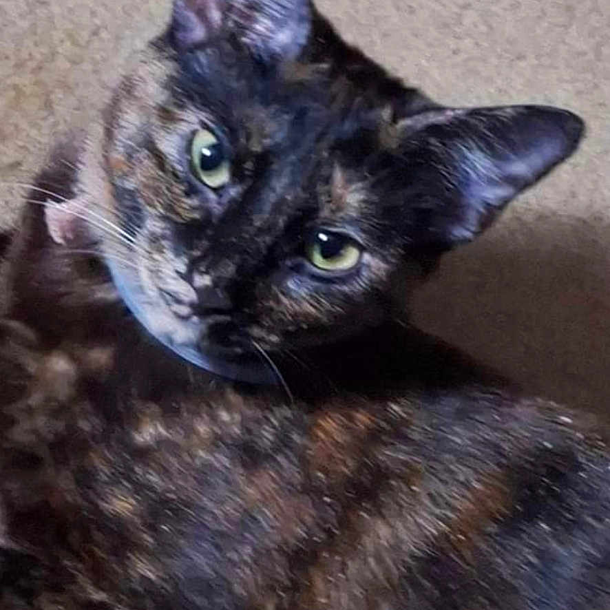Paisley