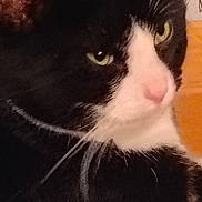 Sylvester joined the competition — help win amazing prizes! animal, black_and_white, cat, close_up, closeup, cute, domestic_cat, expression, face, feline, fur, green_eyes, indoor, looking_away, mammal, pet, pink_nose, portrait, soft_texture, whiskers