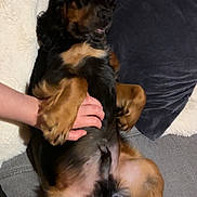 Atchoum a rejoint le concours — aidez-le/la à gagner de superbes lots ! animal, belly_rub, black_and_brown, blanket, canine, comfort, companion, couch, cozy, dog, domestic_animal, fur, furniture, human_hand, indoor, lying_down, pet, pillows, relaxed, resting