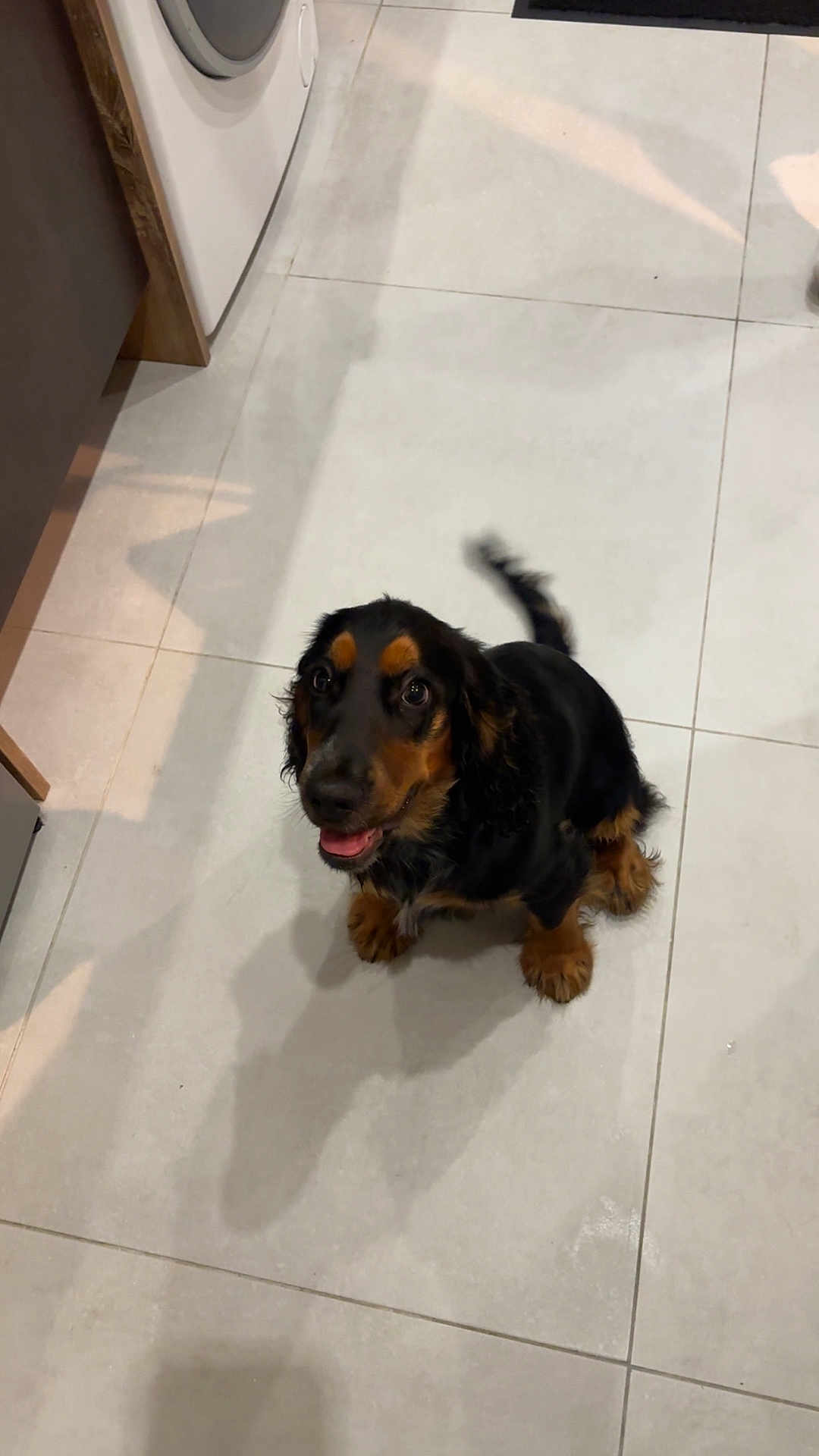 Atchoum participe au concours pour gagner de l'argent avec cette photo : animal, black, brown, canine, companion, cute, dog, ears, floor, friendly, fur, happy, indoor, looking_up, pet, puppy, sitting, tail, tile, young_dog