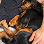Atchoum a rejoint le concours — aidez-le/la à gagner de superbes lots ! black_shirt, canine, casual, closeup, comfort, dog, fur, hand, indoor, lap, napping, person, pet, phone, relaxation, rest, skin, sleeping, striped_shorts, tattoo