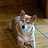 dog, shiba_inu, pet, indoor, floor, tile_floor, animal, canine, fur, ears, paws, looking, resting, home, wooden_furniture, brown, tan, white, quiet, domestic