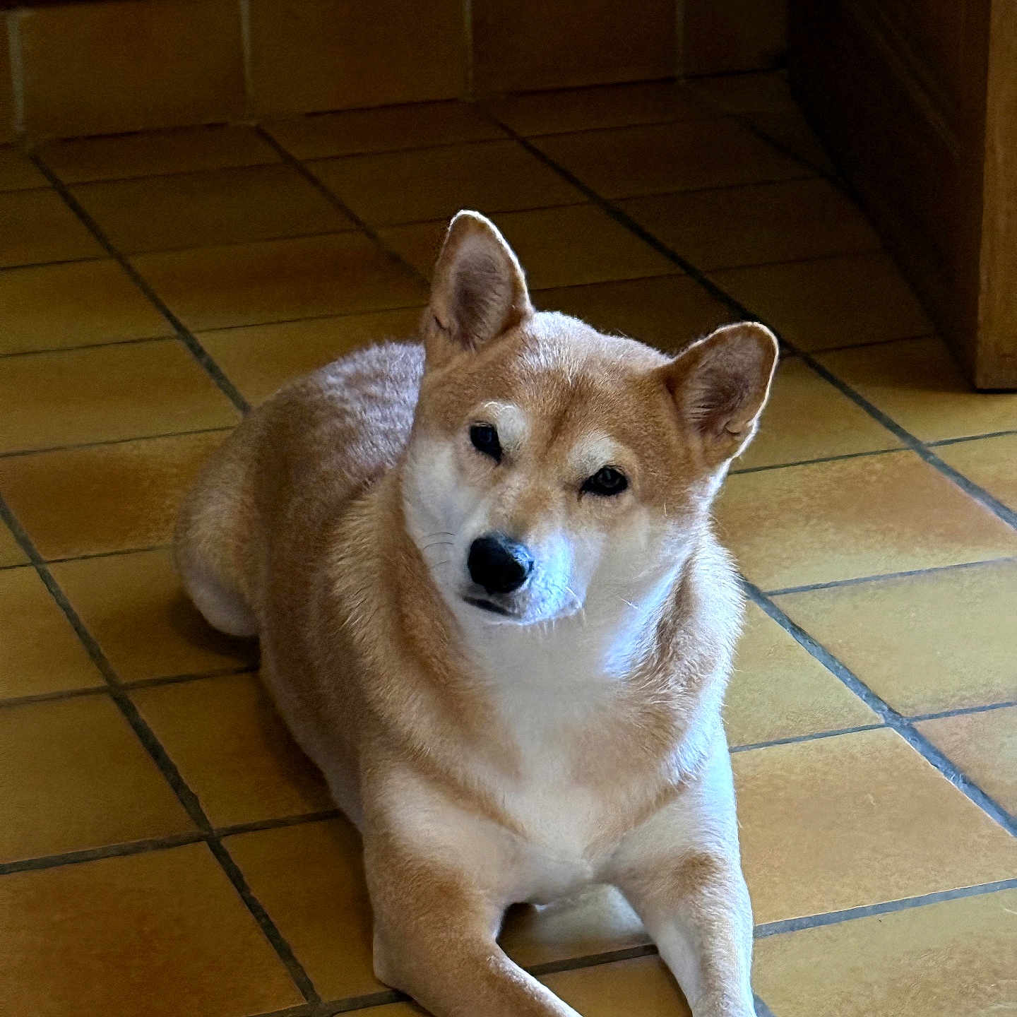 Ruby a rejoint le concours — aidez-le/la à gagner de superbes lots ! dog, shiba_inu, pet, indoor, floor, tile_floor, animal, canine, fur, ears, paws, looking, resting, home, wooden_furniture, brown, tan, white, quiet, domestic
