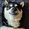 dog, shiba_inu, pet, lying_down, smiling, teeth, fur, black_and_white, cute, animal, indoors, playful, face, ears, paws, resting, canine, friendly, closeup, portrait