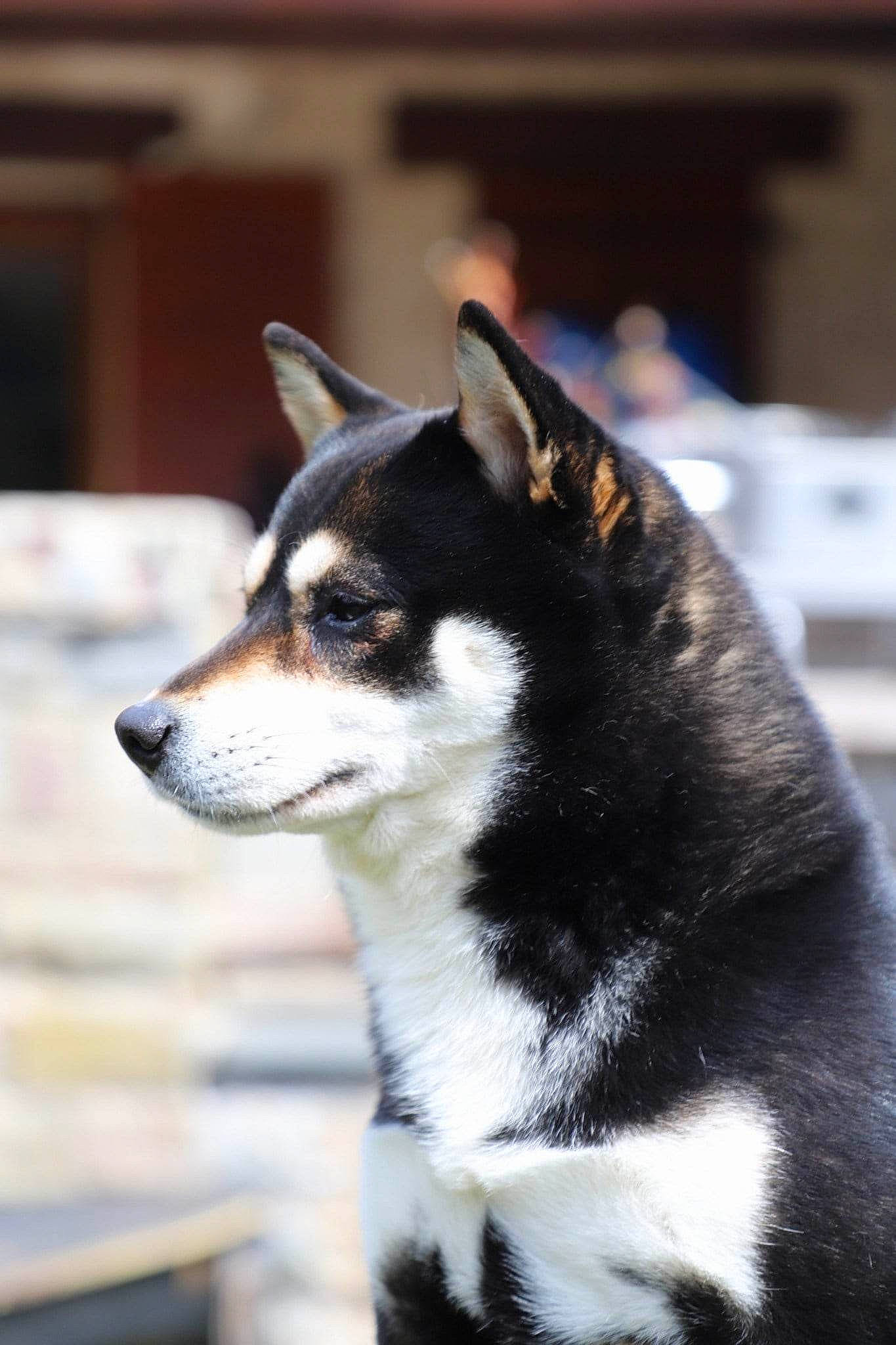 Lou a rejoint le concours — aidez-le/la à gagner de superbes lots ! art, canidae, carnivore, companion_dog, dog, dog_breed, fur, non_sporting_group, snout, sporting_group, tail, terrestrial_animal, whiskers, working_animal, working_dog