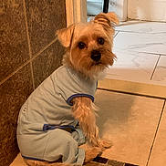 Champ joined the competition — help win amazing prizes! animal, blue, brown, clothing, companion, curious, cute, dog, domestic, ears, floor, fur, indoor, looking_back, outfit, pet, sitting, small_dog, tail, tile