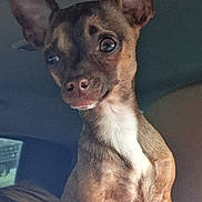 Handsome is registered to the contest to win money with this photo: dog, chihuahua, small_dog, pet, closeup, ears_up, alert, expressive_eyes, brown_fur, white_chest, nose, whiskers, sitting, car_interior, seat, headrest, portrait, passenger, cute, animal