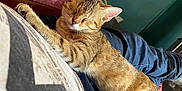 Céleste participe au concours pour gagner de l'argent avec cette photo : animal, casual, cat, comfort, couch, cozy, cute, domestic_cat, fur, indoor, jeans, kitten, lap, person, pet, red_leather, relaxation, resting, sleeping, tabby