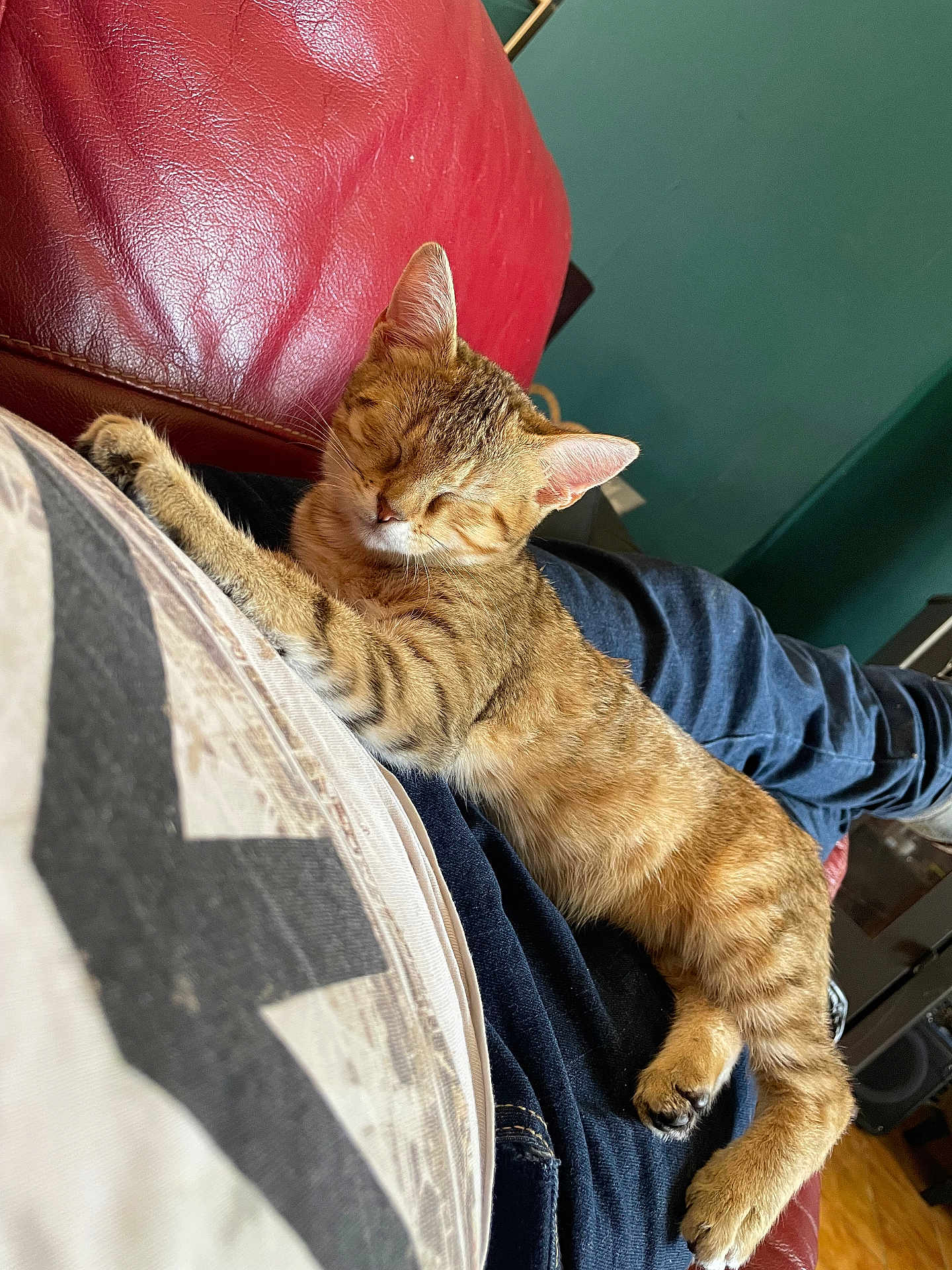 Céleste participe au concours pour gagner de l'argent avec cette photo : animal, casual, cat, comfort, couch, cozy, cute, domestic_cat, fur, indoor, jeans, kitten, lap, person, pet, red_leather, relaxation, resting, sleeping, tabby