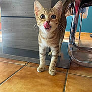 Céleste a rejoint le concours — aidez-le/la à gagner de superbes lots ! adorable, animal, cat, closeup, curious, ears, feline, floor, furniture, home, indoor, kitten, legs, pet, playful, tabby, tiles, tongue_out, whiskers, young