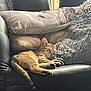 Céleste participe au concours pour gagner de l'argent avec cette photo : cat, couch, cozy, cushion, dog_print, domestic, feline, fluffy_pillow, furniture, home, indoor, leather, nap, pet, pillow, relaxing, resting, sleeping, tabby_cat, window_light