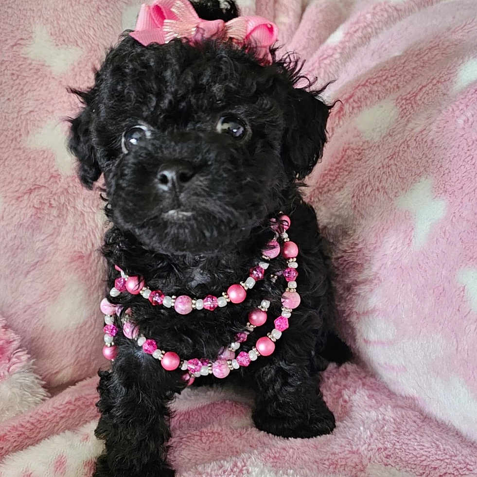 Onyx joined the competition — help win amazing prizes! accessories, affenpinscher, animal, blanket, canine, cockerspaniel, dog, flower, flowerarrangement, jewelry, necklace, pet, plant, poodle, puppy, terrier