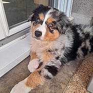 Asko participe au concours pour gagner de l'argent avec cette photo : dog, puppy, australian_shepherd, blue_eyes, fur, fluffy, indoor, door, glass, curious, laying_down, pet, animal, brown, black, white, tan, close_up, young, companion