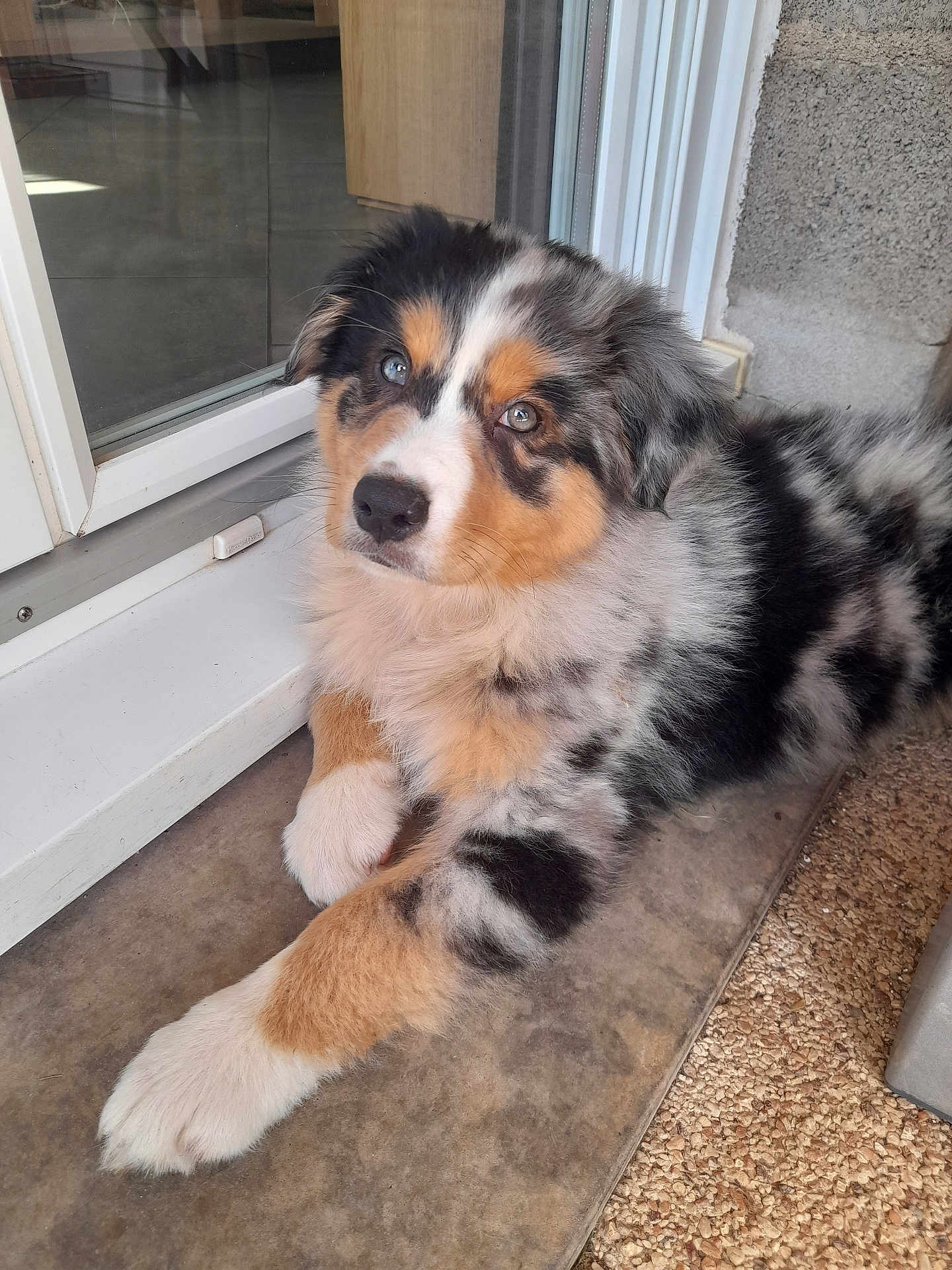 Asko participe au concours pour gagner de l'argent avec cette photo : dog, puppy, australian_shepherd, blue_eyes, fur, fluffy, indoor, door, glass, curious, laying_down, pet, animal, brown, black, white, tan, close_up, young, companion