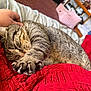 cat, close_up, comfort, cozy, domestic, feline, fur, hand, home, indoor, paw, petting, red_blanket, relaxed, resting, sleepy, soft_texture, stretching, tabby_cat, whiskers