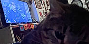 Alfie Rajah Higbee is registered to the contest to win money with this photo: animal, blurred, cat, close_up, couch, cozy, decoration, ears, electronics, face, furniture, indoor, living_room, pet, relaxed, screen, tabby_cat, television, wall_art, whiskers