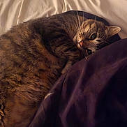 Alfie Rajah Higbee joined the competition — help win amazing prizes! cat, tabby, sleeping, bed, blanket, fur, pet, cozy, indoor, resting, animal, cute, whiskers, domestic, feline, relaxed, comfort, soft, closeup, warm