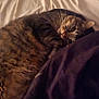 cat, tabby, sleeping, bed, blanket, fur, pet, cozy, indoor, resting, animal, cute, whiskers, domestic, feline, relaxed, comfort, soft, closeup, warm