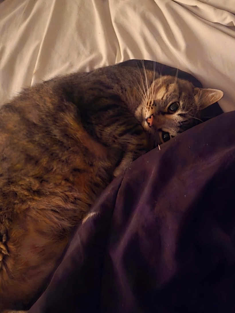 Alfie Rajah Higbee joined the competition — help win amazing prizes! cat, tabby, sleeping, bed, blanket, fur, pet, cozy, indoor, resting, animal, cute, whiskers, domestic, feline, relaxed, comfort, soft, closeup, warm