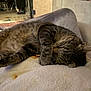 Alfie Rajah Higbee is registered to the contest to win money with this photo: animal, blanket, cat, closeup, comfort, cozy, cute, domestic, feline, fur, home, indoor, peaceful, pet, relaxation, resting, sleeping, soft, tabby, whiskers