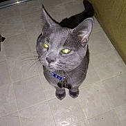 Loyal is registered to the contest to win money with this photo: cat, gray_cat, pet, collar, tag, indoor, floor, tile_floor, yellow_eyes, night, door, curious, looking_up, animal, whiskers, ears, tail, domestic_cat, feline, flash