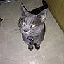 cat, gray_cat, pet, collar, tag, indoor, floor, tile_floor, yellow_eyes, night, door, curious, looking_up, animal, whiskers, ears, tail, domestic_cat, feline, flash