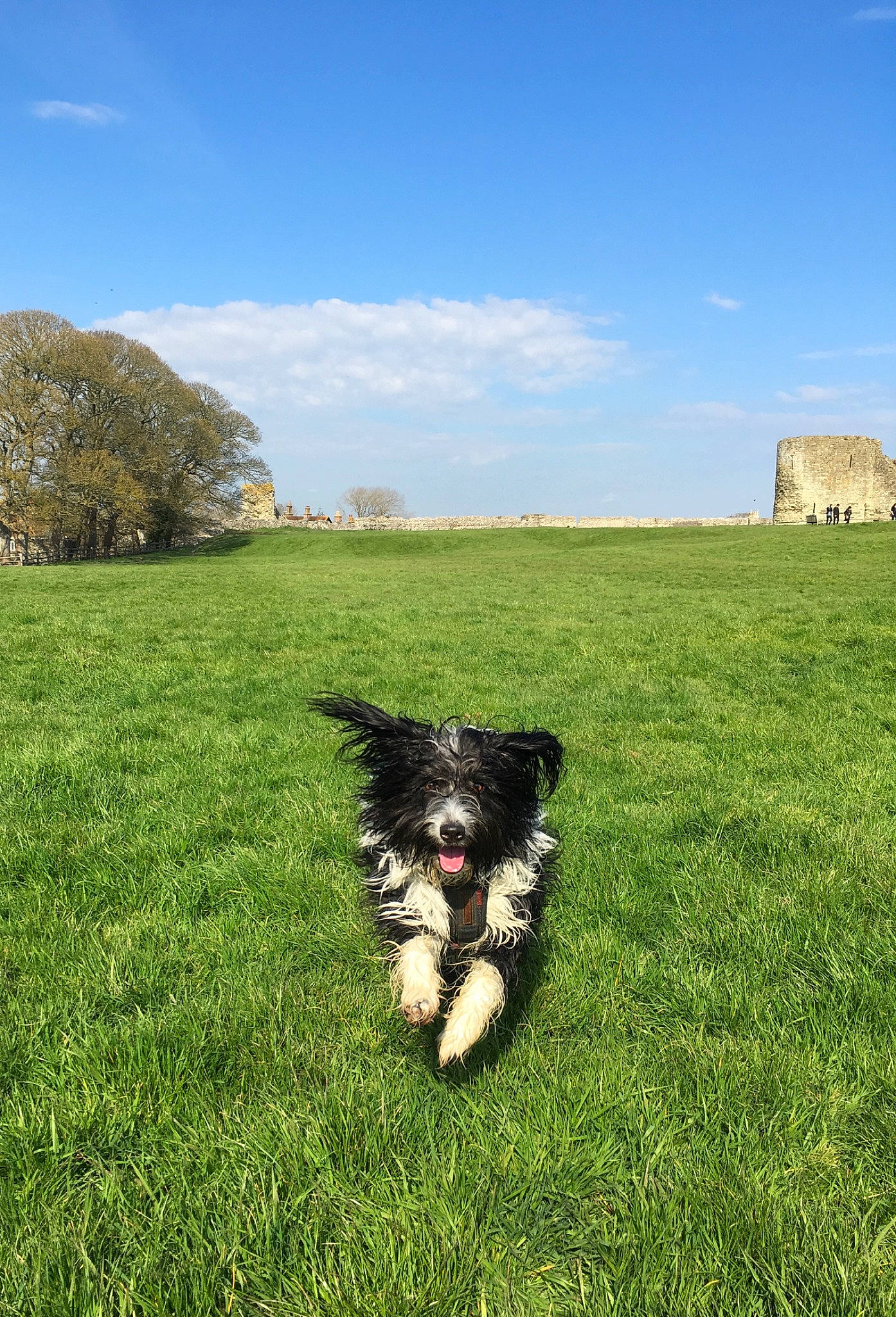 Maddie joined the competition — help win amazing prizes! carnivore, cloud, companion_dog, dog, dog_breed, field, grass, grassland, landscape, lawn, leisure, meadow, pasture, people_in_nature, plant, prairie, sky, soil, sporting_group, tree