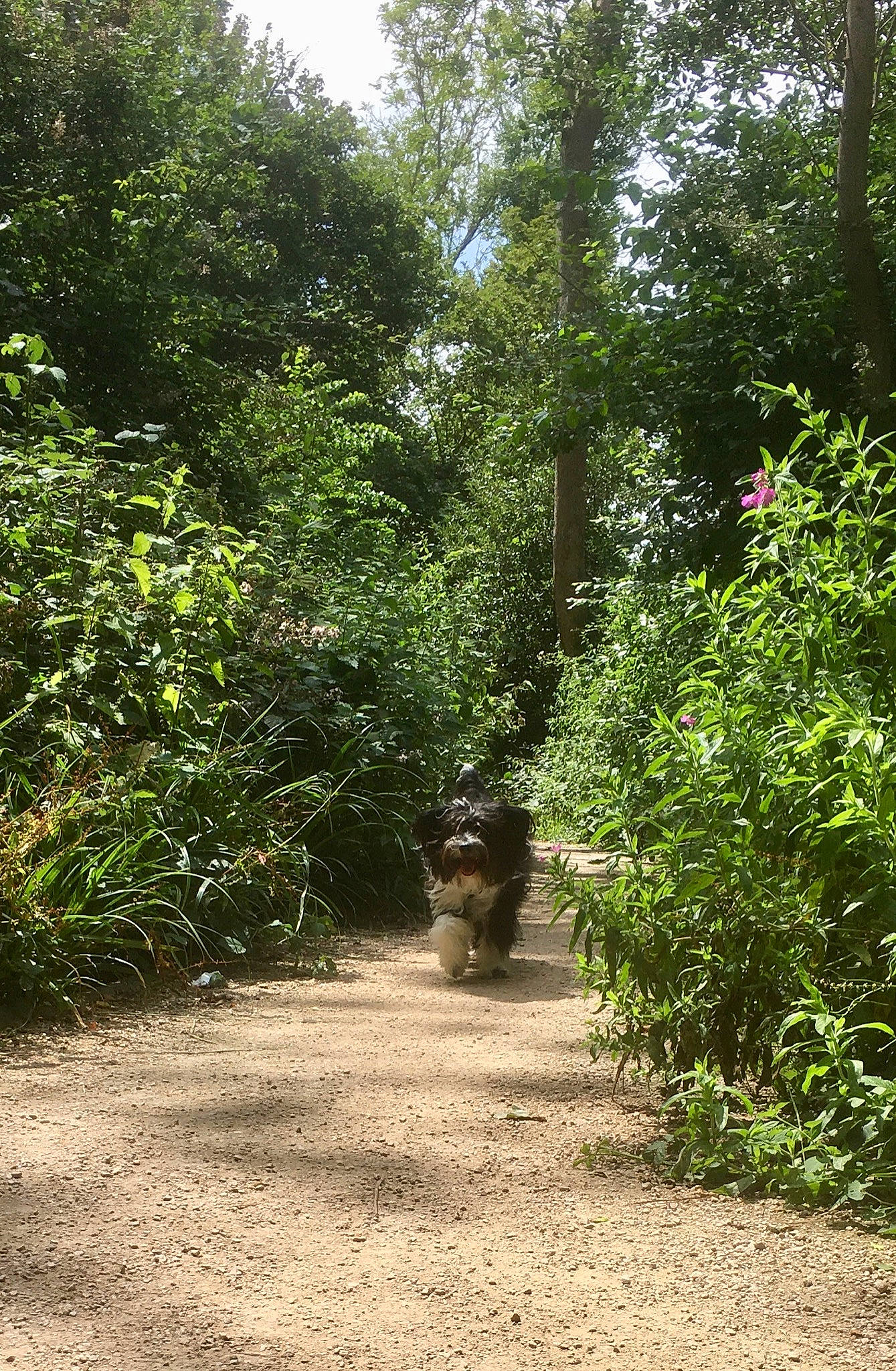 Maddie joined the competition — help win amazing prizes! asphalt, forest, grass, groundcover, landscape, natural_landscape, plant, plant_community, road, road_surface, shade, shrub, sky, terrestrial_plant, thoroughfare, tints_and_shades, tree, trunk, wood, woody_plant